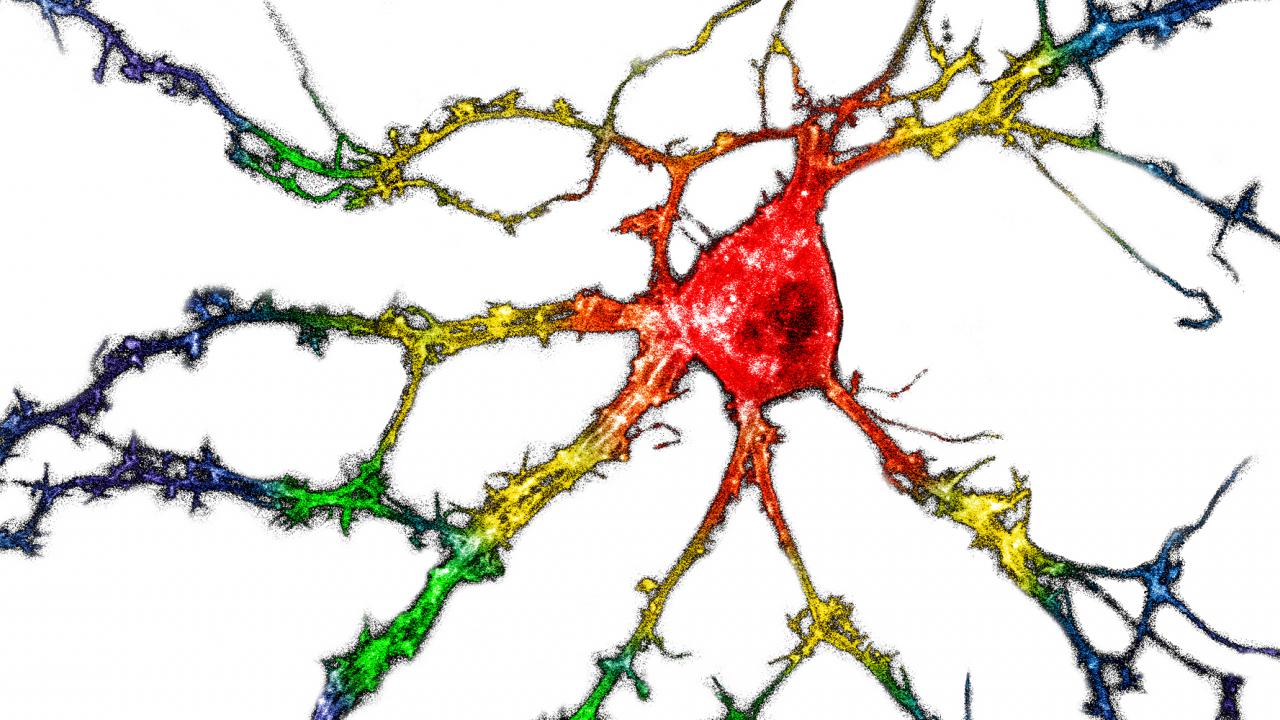 rainbow neuron
