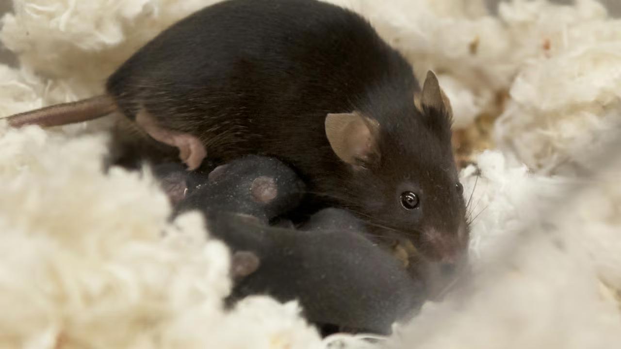 mouse mother and offspring