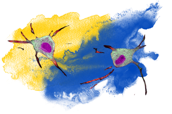 Neuron imaged using CaST tool