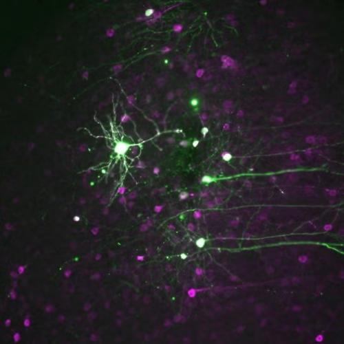 neurons affected by psychedelics