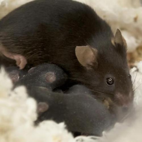 Mother mouse and baby mouse