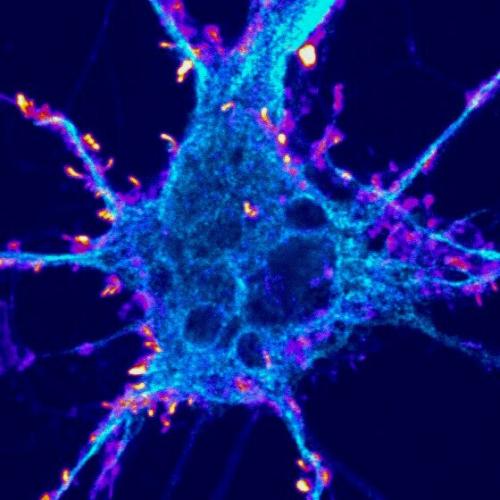 y promoting the growth of dendritic spines (red) on neurons (blue), a nonhallucinogenic compound called tabernanthalog may help neurons in the brain recover their communication skills and combat depression and addiction