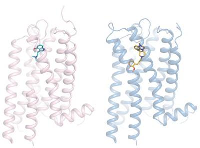 X-ray crystal structures of psilocin (left) and IHCH-7086 bound to the 5-HT2A receptor (psilocin C = aqua; IHCH-7086 C = yellow; N = dark blue, and O = red) 