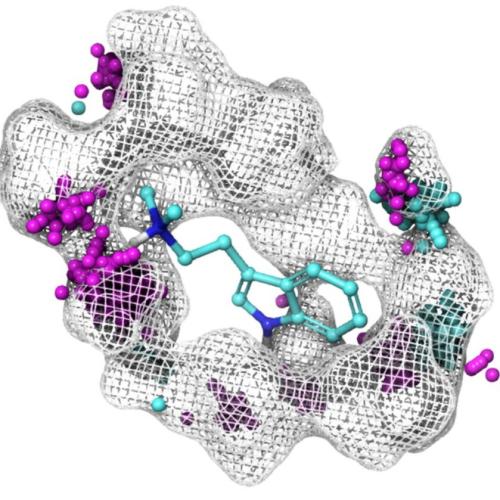N,N-dimethyltryptamine analogues interacting with key amino acids within the serotonin 2A receptor binding pocket.
