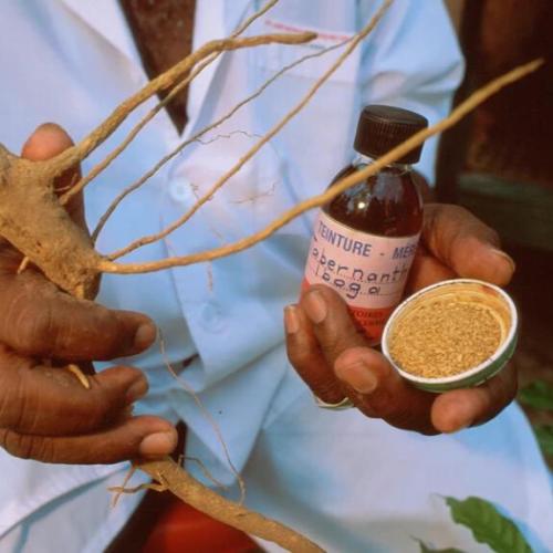 The drug ibogaine is derived from the roots and bark of the shrub Tabernanthe iboga.