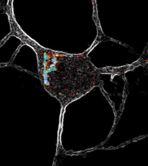 Close-up image of a 5-HT2A neuron.
