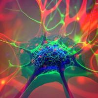 Neurons