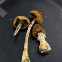 Magic Mushrooms