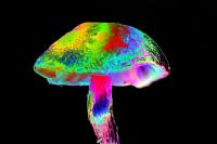 Animated Mushroom