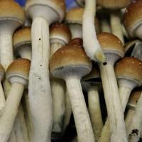 mushrooms