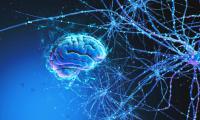Neurons and brain