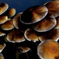 mushrooms
