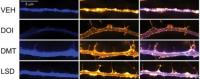 This figure shows the effects of three psychedelics, DMT, LSD, amphetamines (DOI) and one control (VEH) on neurons in the prefrontal cortex (Ly et al)